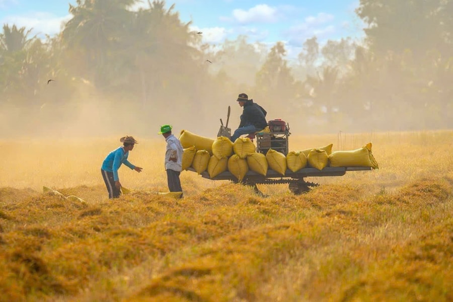 Bài toán “kép” cho gạo Việt