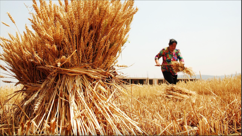 Tại sao kế hoạch 5 năm tới của Trung Quốc nhấn mạnh an ninh lương thực?