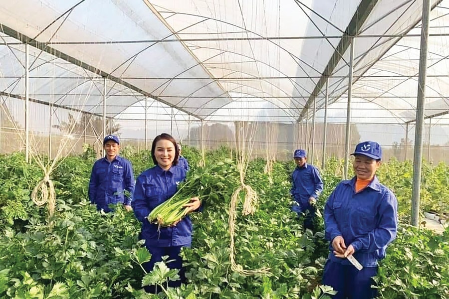 Chế biến sâu - nâng tầm nông sản Việt: Ba nhà liên kết bứt phá chế biến