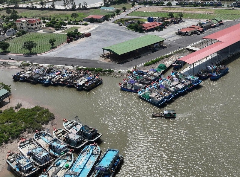 Không chỉ gỡ "Thẻ vàng" IUU , mà vì ngành thủy sản bền vững