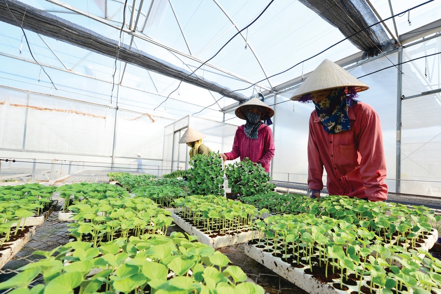 Đầu tư nâng cao giá trị nông nghiệp: Lấy trụ đỡ làm đòn bẩy