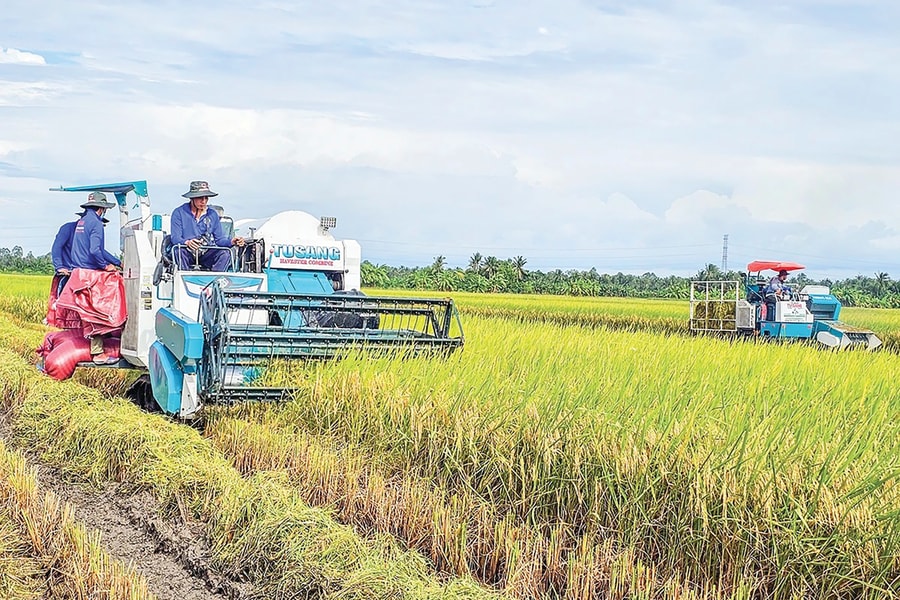 Cần Thơ: Nâng cao chuỗi giá trị lúa gạo