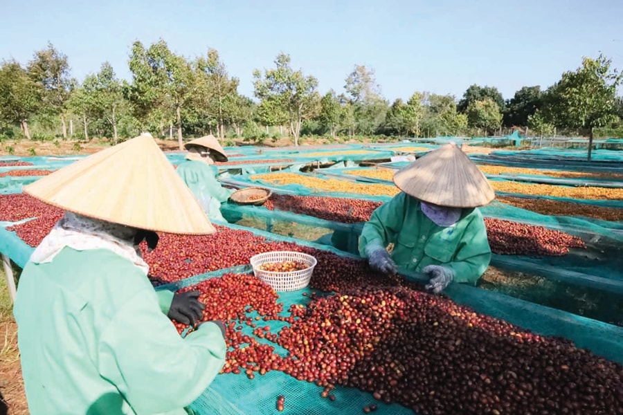 Cơ hội lớn cho cà phê Việt