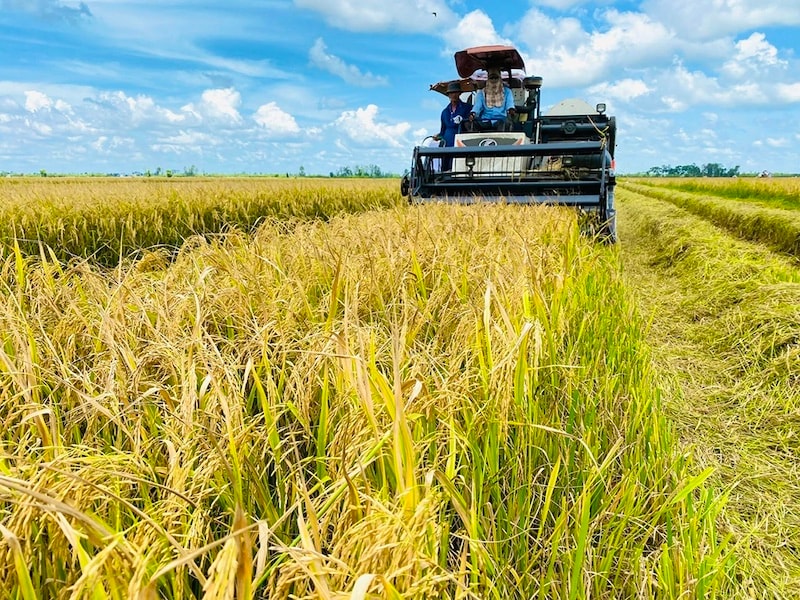 Sản xuất gạo giảm phát thải - đòn bẩy nâng tầm hạt gạo Việt