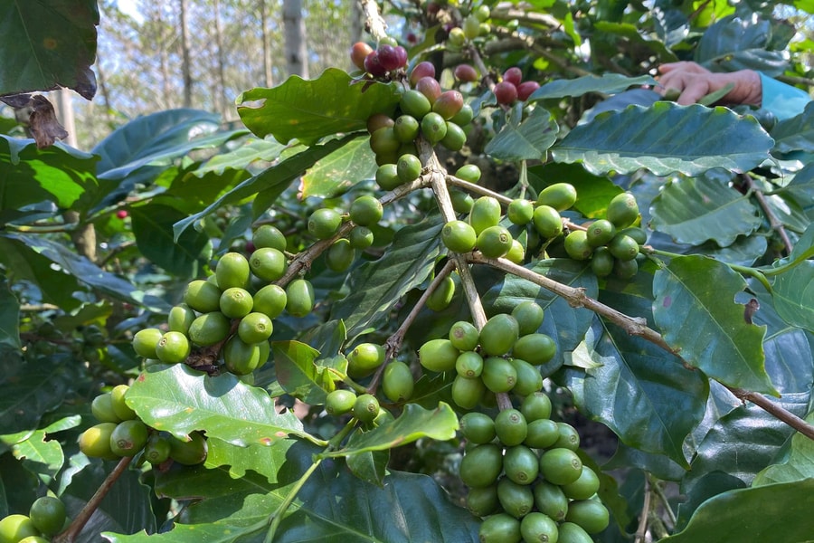 Hai con đường đưa nông sản Việt ra thế giới