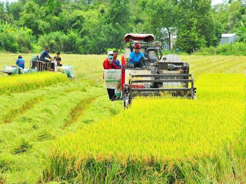 Hợp tác khu vực - “đòn bẩy” mở rộng mô hình gạo phát thải thấp