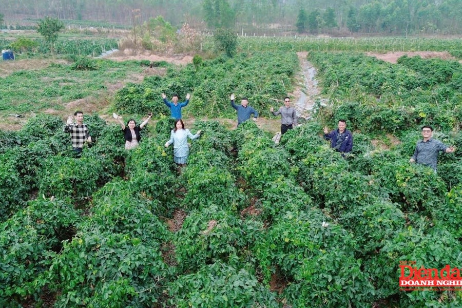 Khởi nghiệp sâm Núi Dành: khoa học dẫn lối, thị trường làm thước đo