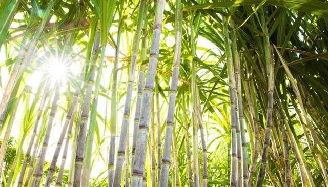 Giá đường giảm sâu, lợi nhuận QNS chịu áp lực