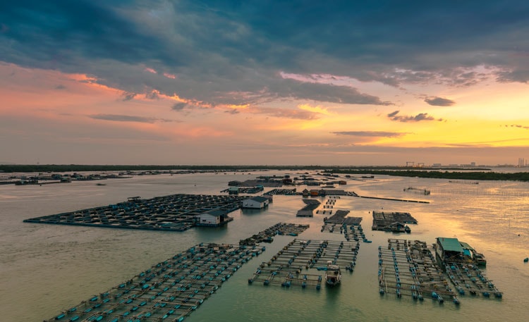 Tháo điểm nghẽn 35% giá trị thất thoát thủy sản Đồng bằng sông Cửu Long