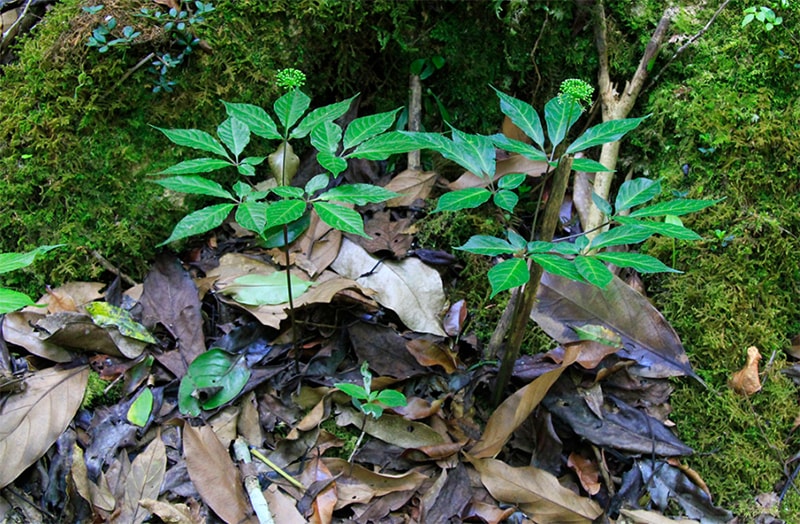 Quảng Ngãi: Trao sâm Ngọc Linh giống tiếp sức thanh niên vùng cao khởi nghiệp