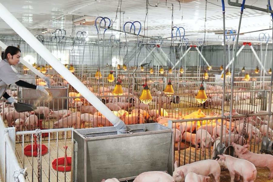 DBC thận trọng đi lùi