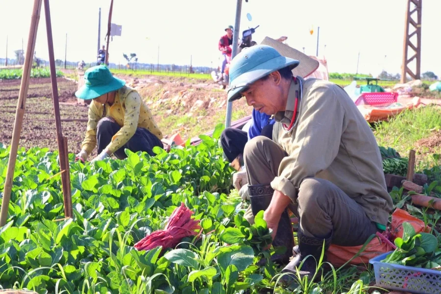 Khơi thông tín dụng cho nông nghiệp xanh