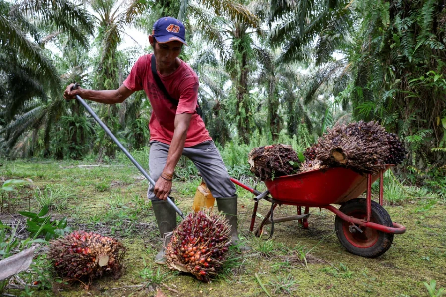 ASEAN thúc đẩy sản xuất nhiên liệu sinh học
