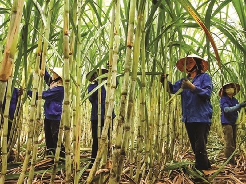 Cơ chế thu hút doanh nghiệp mía đường vào "cuộc đua" giảm phát thải
