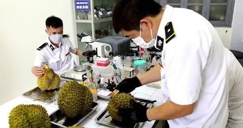 Sầu riêng “kẹt” đầu ra vì cadimi, Thứ trưởng Bộ Nông nghiệp và Môi trường nói gì?