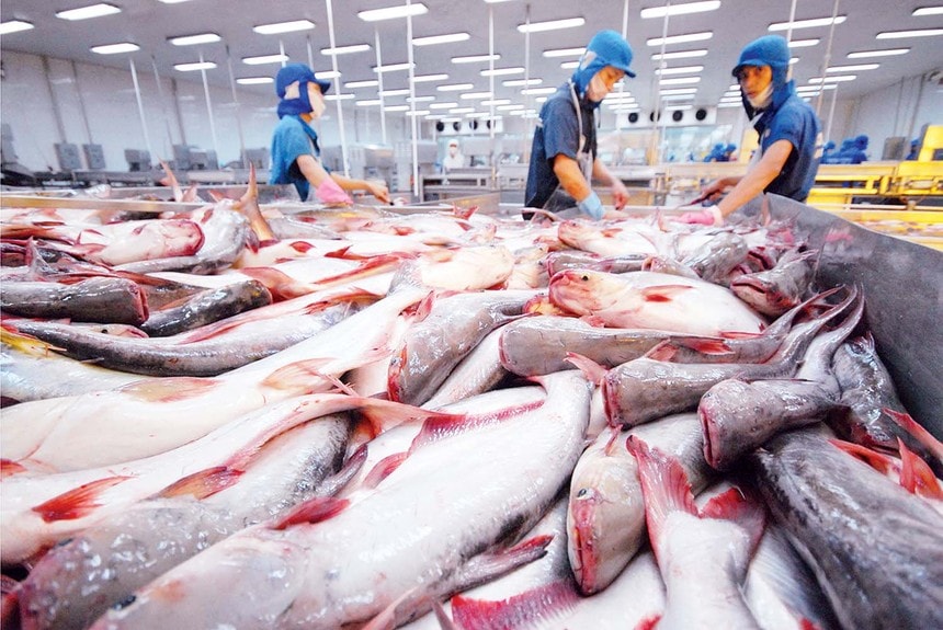 Nhu cầu toàn cầu đối với cá tra sẽ vẫn ổn định trong năm 2026