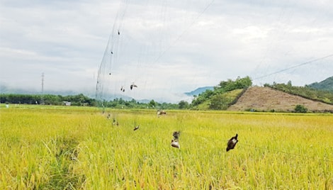 Ngăn chặn săn bắn trái phép và bảo tồn đàn chim yến