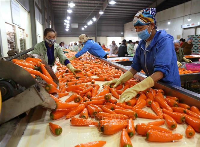 Phát triển công nghiệp chế biến, đóng gói, bảo quản: Nâng tầm chuỗi giá trị nông sản - thực phẩm Việt