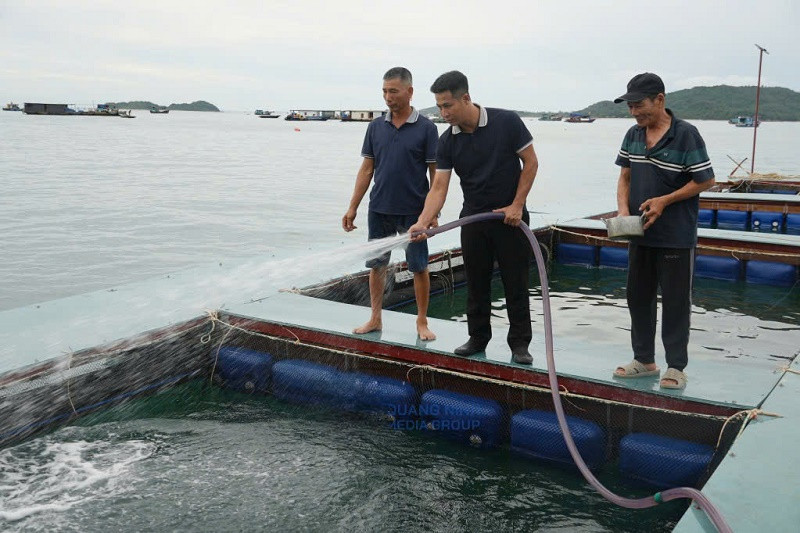 Nuôi biển khơi xa: Bước chuyển chiến lược đưa Quảng Ninh thành "thủ phủ" 115Good88 com nhà cái