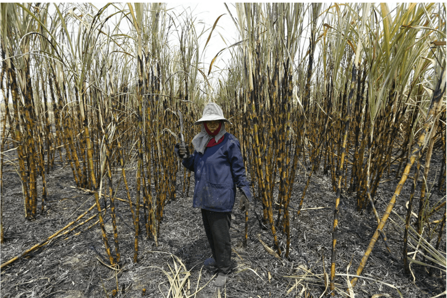 Siêu El Nino "phủ bóng" nông nghiệp châu Á