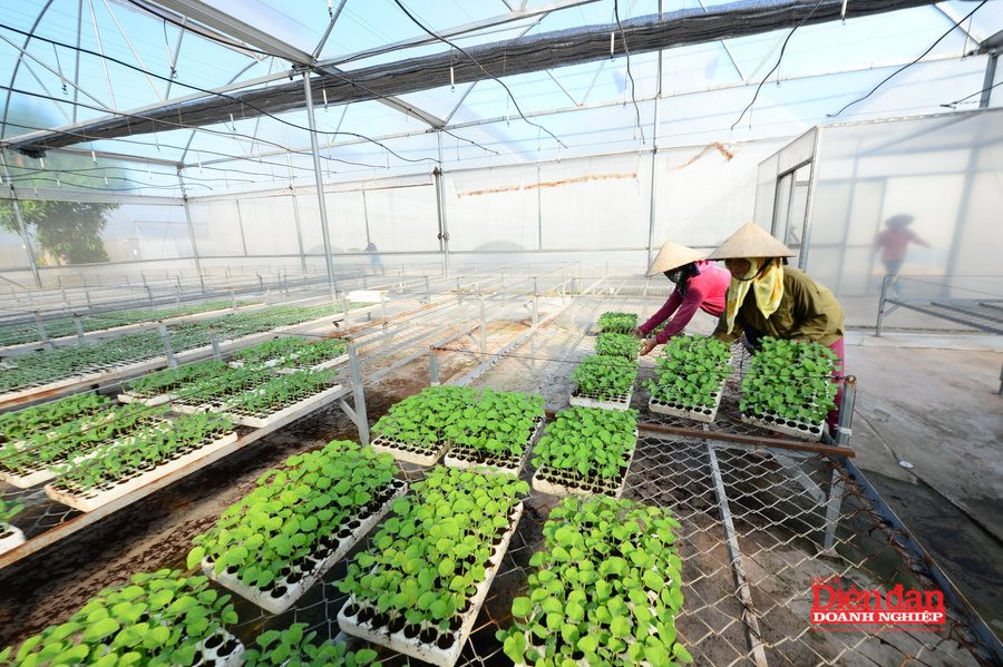 Phân định rõ trách nhiệm quản lý quyền đối với giống cây trồng