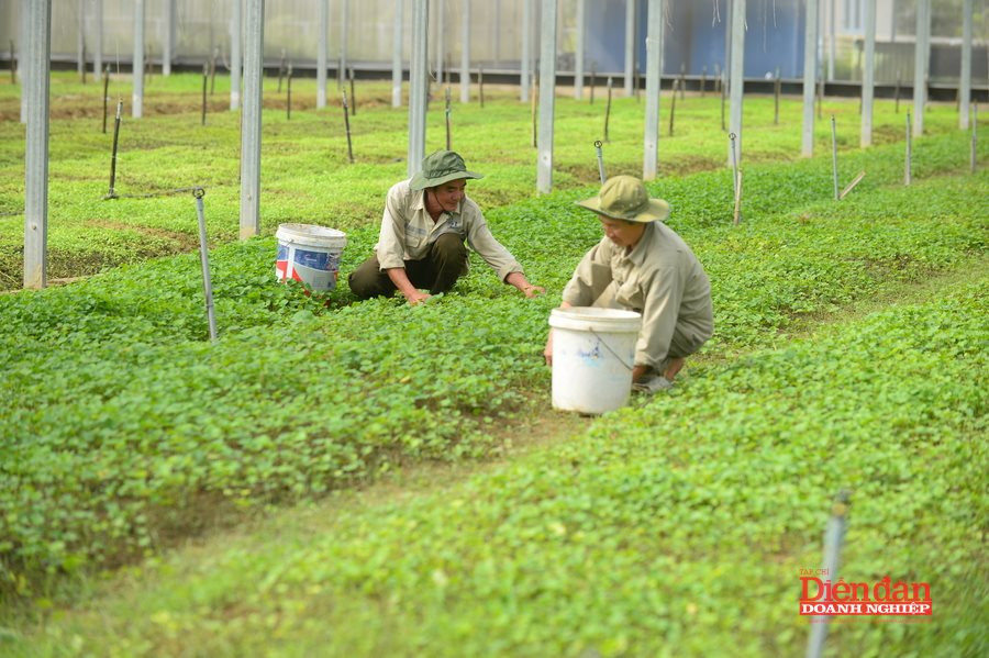 Hoàn thiện quy định về quản lý thuốc bảo vệ thực vật