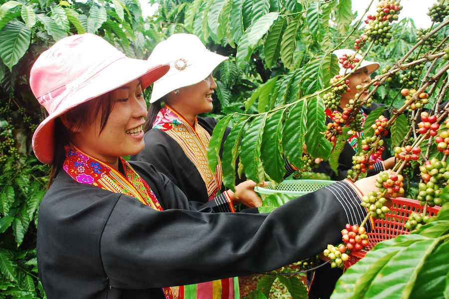 Rainforest Alliance thúc đẩy nông nghiệp tái sinh, cải thiện sinh kế nông dân Việt và phục hồi hệ sinh thái