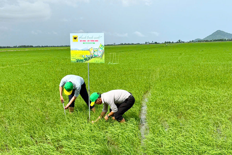 Đổi mới tư duy trên vùng đất phèn để tăng hiệu quả trồng lúa