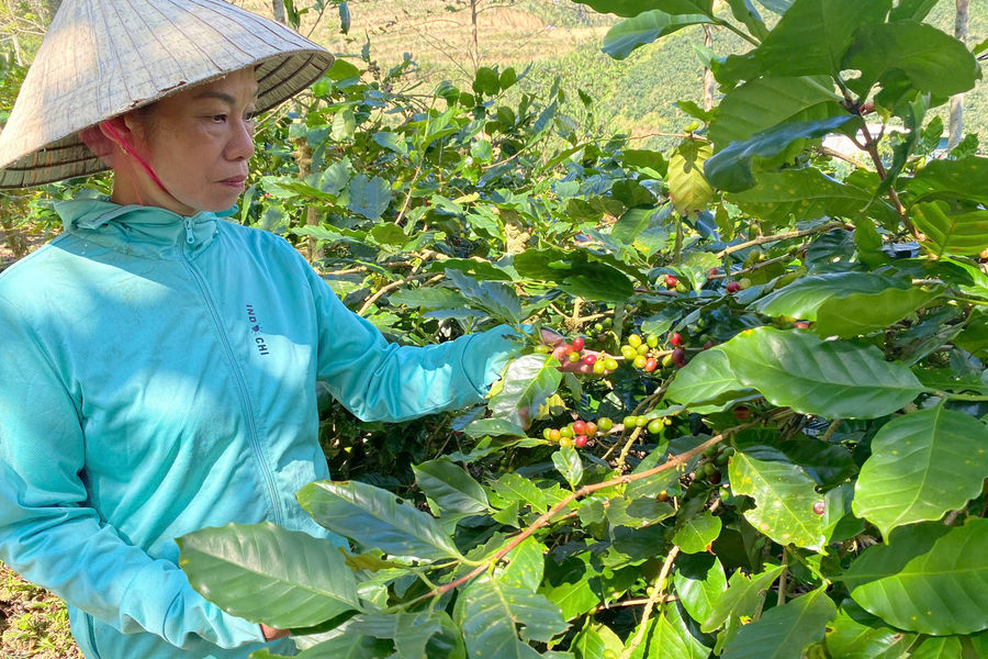 Quảng Trị: Từ sáng kiến đến chuỗi giá trị nông nghiệp