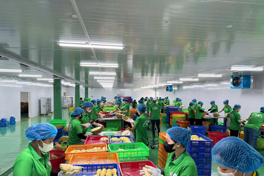 Công ty TNHH Ban Mê Green Farm: Đồng hành nâng tầm nông sản Đắk Lắk