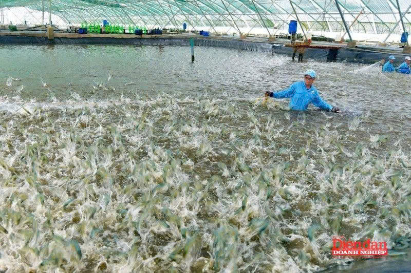 Mắt xích sống còn để ngành tôm Việt vươn tới xuất khẩu giá trị cao