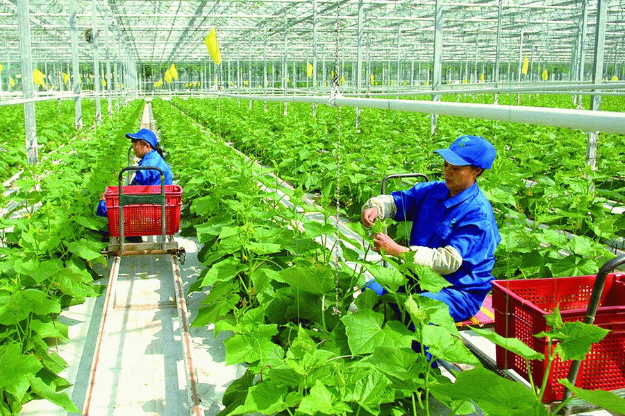 Quỹ Khuyến nông - Điểm tựa thúc đẩy nông nghiệp Thủ đô phát triển hiện đại