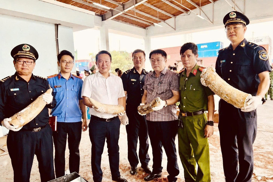 Thấy gì từ vụ 1,2 tấn ngà voi "núp bóng" gỗ nhập khẩu?