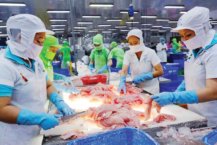 Bài học ứng phó cho cá tra Việt Nam