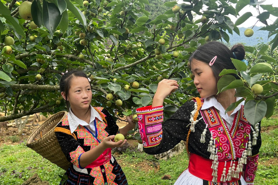 Lai Châu: Phát triển bền vững từ nông nghiệp