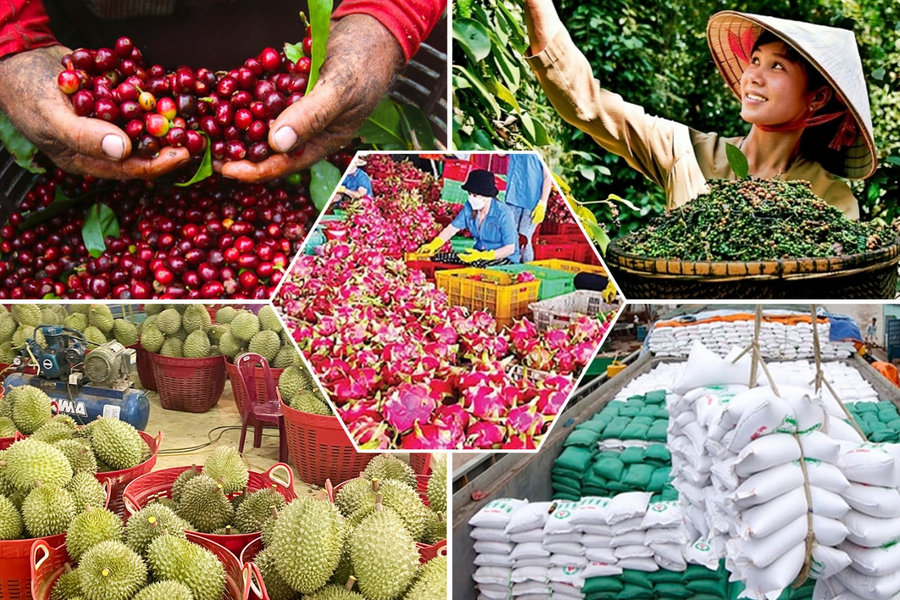Nông sản Việt: Đổi "lượng" lấy "chất" trên từng héc-ta